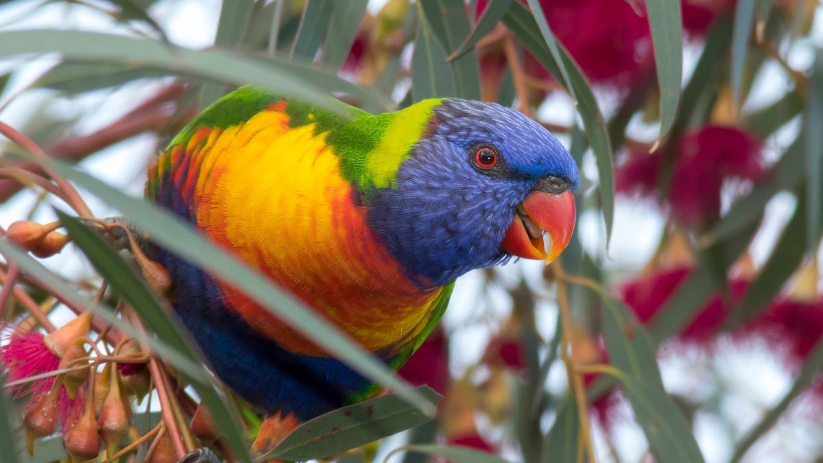 ‘Sex reversal’ might be more common in birds than we thought