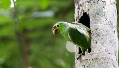 A red-lored amazon.