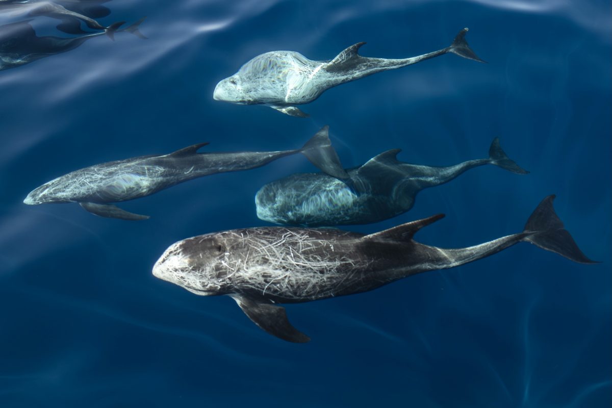 Drone spots more than 1,000 "ghost-like" animals off Mexican coast