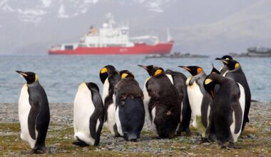 Scientists sequence avian flu genome found in Antarctica
