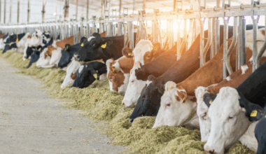 Europe takes first step toward greenlighting genetic editing of food animals