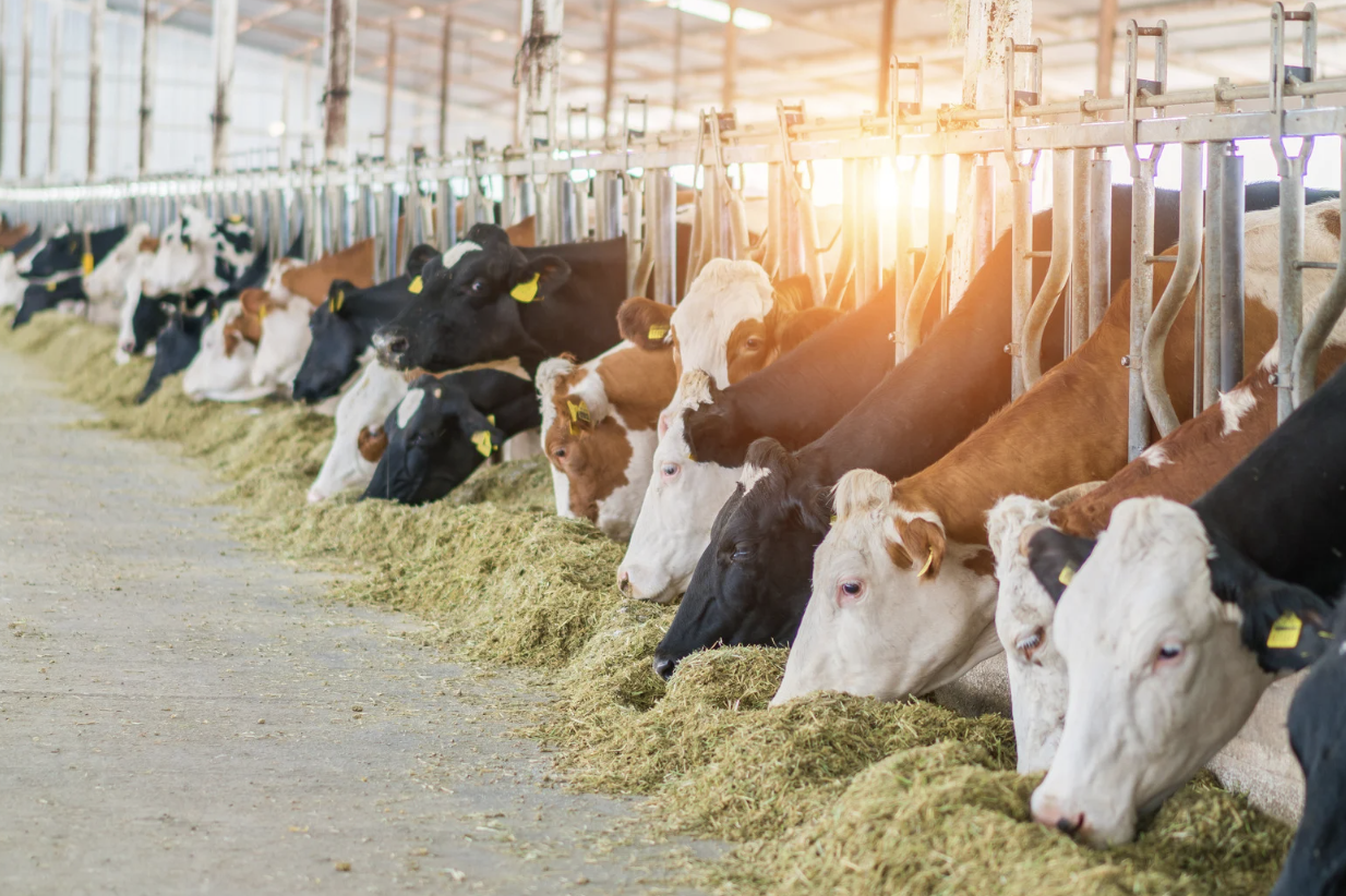 Europe takes first step toward greenlighting genetic editing of food animals