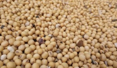 A load of soybeans - photo by Larry L