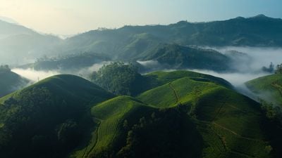 Tea Gardens Day Large