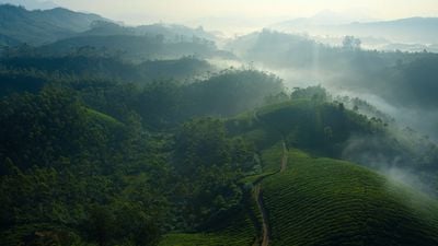 Tea Gardens Mist Large