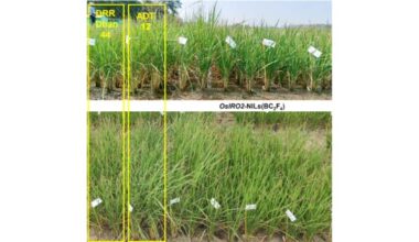 New Rice Gene Variant Boosts Yield Under Drought - IRRI