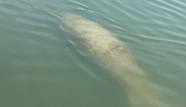 Stephen Petrucci, of Walpole, saw a manatee off the dock of his summer home in Mashpee on July 26. Experts say the manatee will have to be found and taken to Florida.
