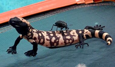 Video shows bug riding Gila monster in an Arizona swimming pool