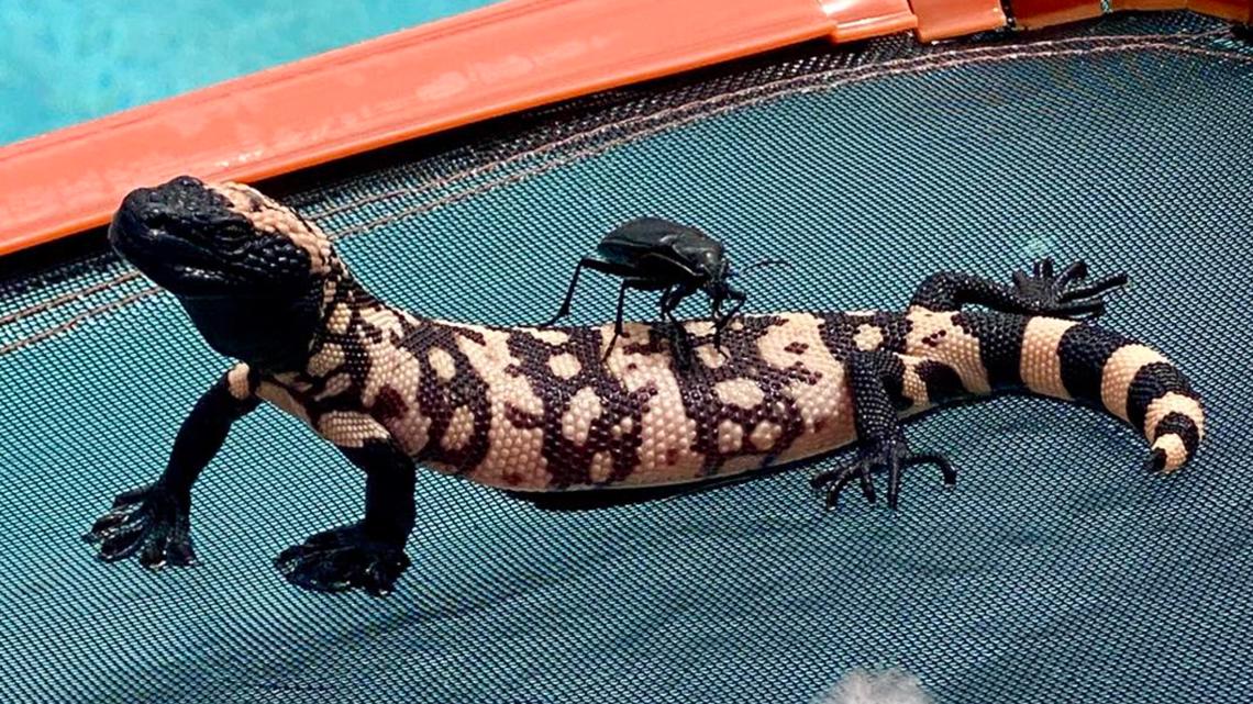 Video shows bug riding Gila monster in an Arizona swimming pool