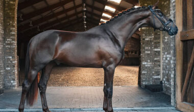Young Stallions of Outstanding Quality and Exclusive Genetics