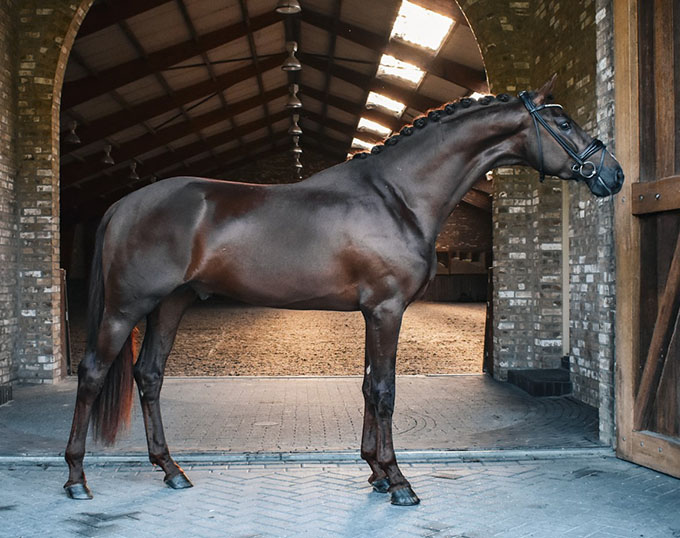 Young Stallions of Outstanding Quality and Exclusive Genetics