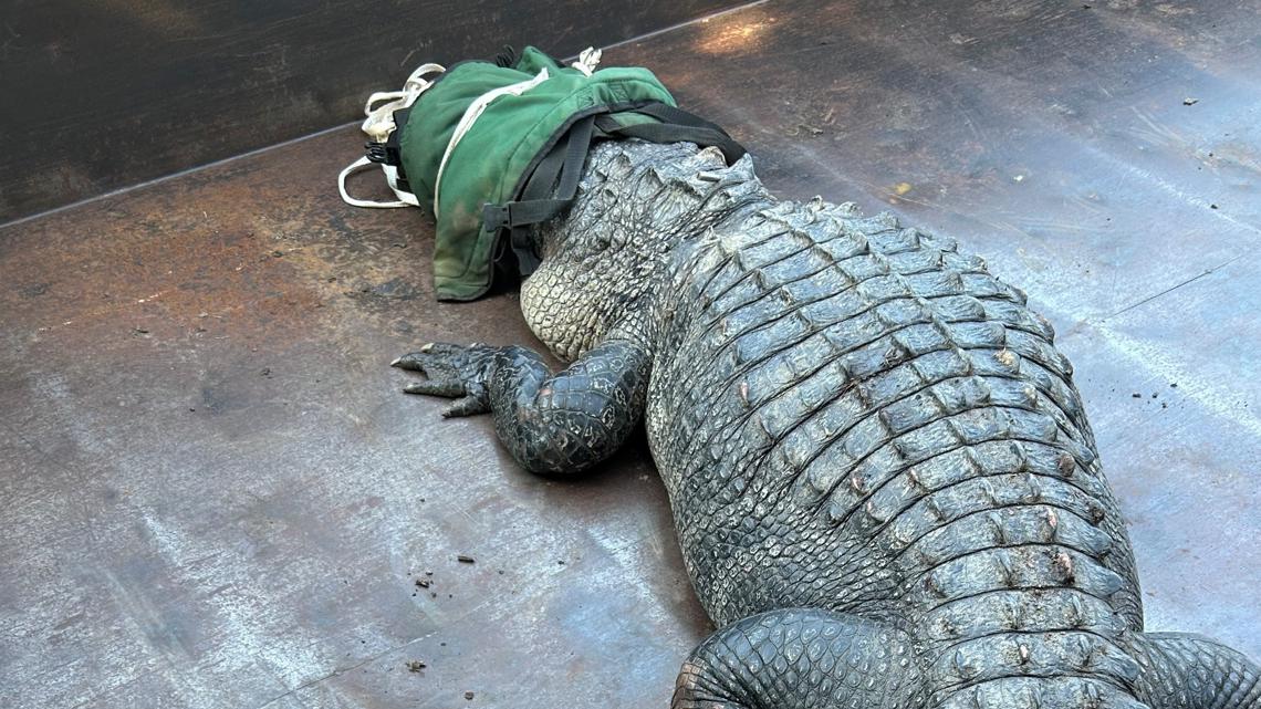 Alligator removed from Eagle Mountain Lake in North Texas