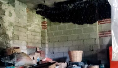 Profepa trains family on how to live with bats after colony of 2,000 takes over part of home