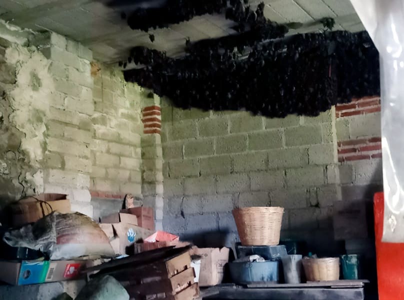 Profepa trains family on how to live with bats after colony of 2,000 takes over part of home