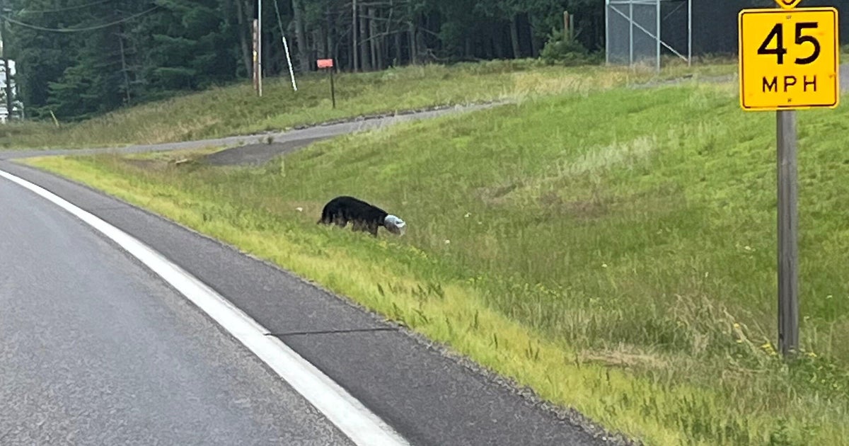 Bear wandering around northern Wisconsin with jar stuck on its head