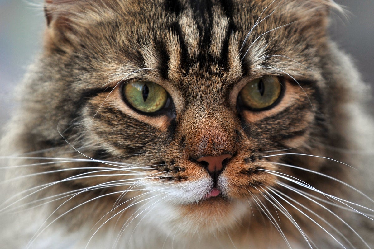 Health warning issued after pet cat dies from plague - The Independent