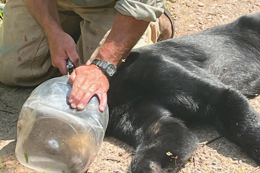 Authorities free Wisconsin bear with plastic container stuck over its head – Chicago Tribune