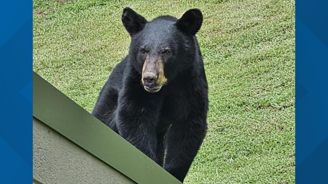 Black bear visits Pinnacle Assisted Living in West Knoxville