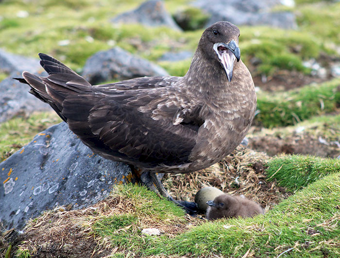 How does genetics help skuas adapt to Antarctica?