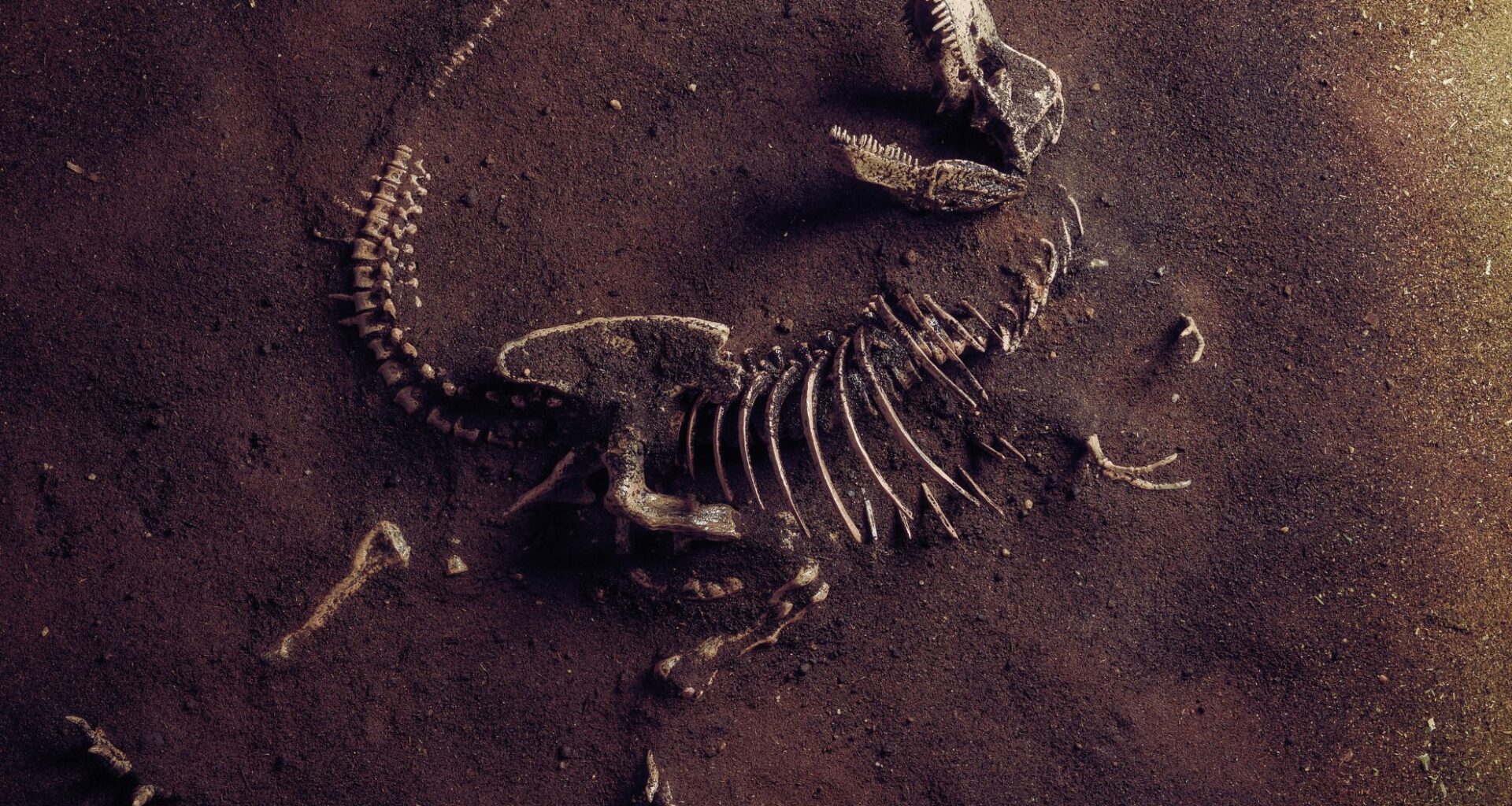 Giant Dinosaur Fossil Discovered In China That Could Outsize The World’s Largest T. Rex!