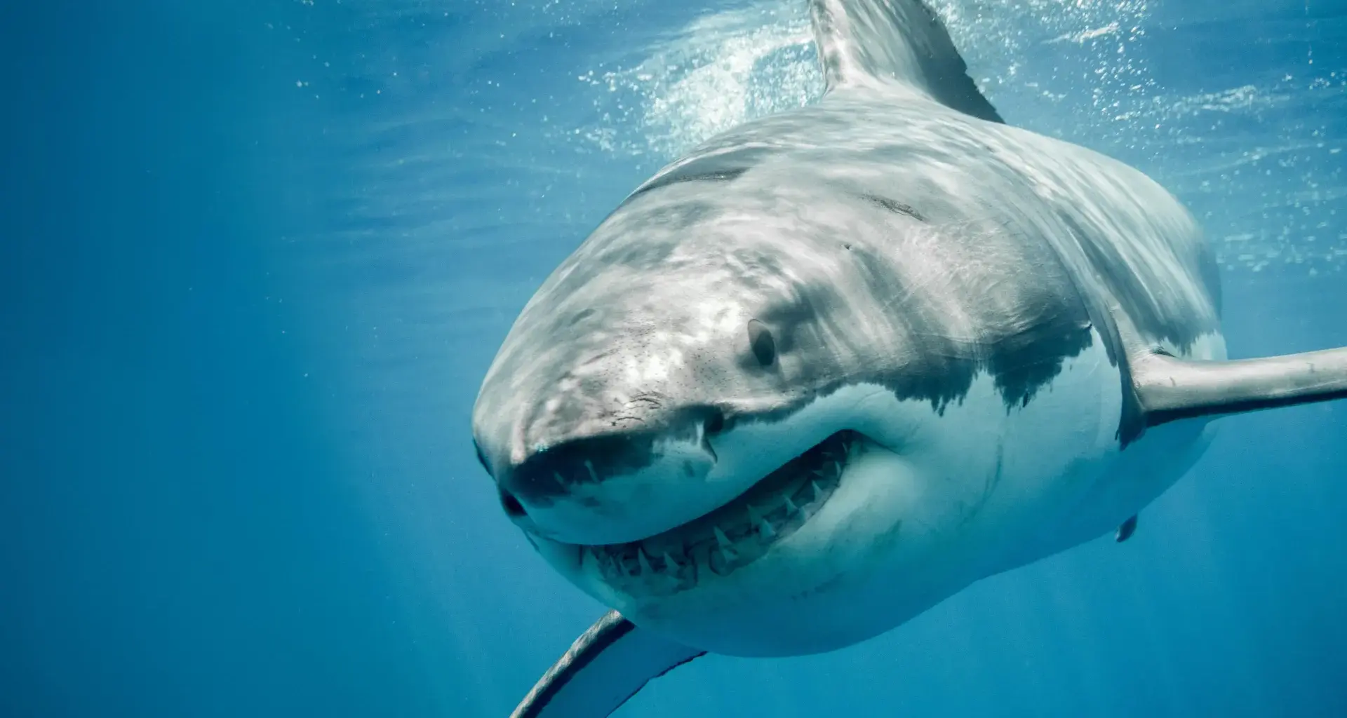 Great white sharks have a DNA mystery science still can’t explain
