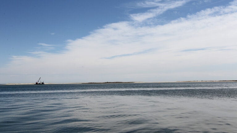 Manatee spotted off Cape Cod, first in nearly a decade