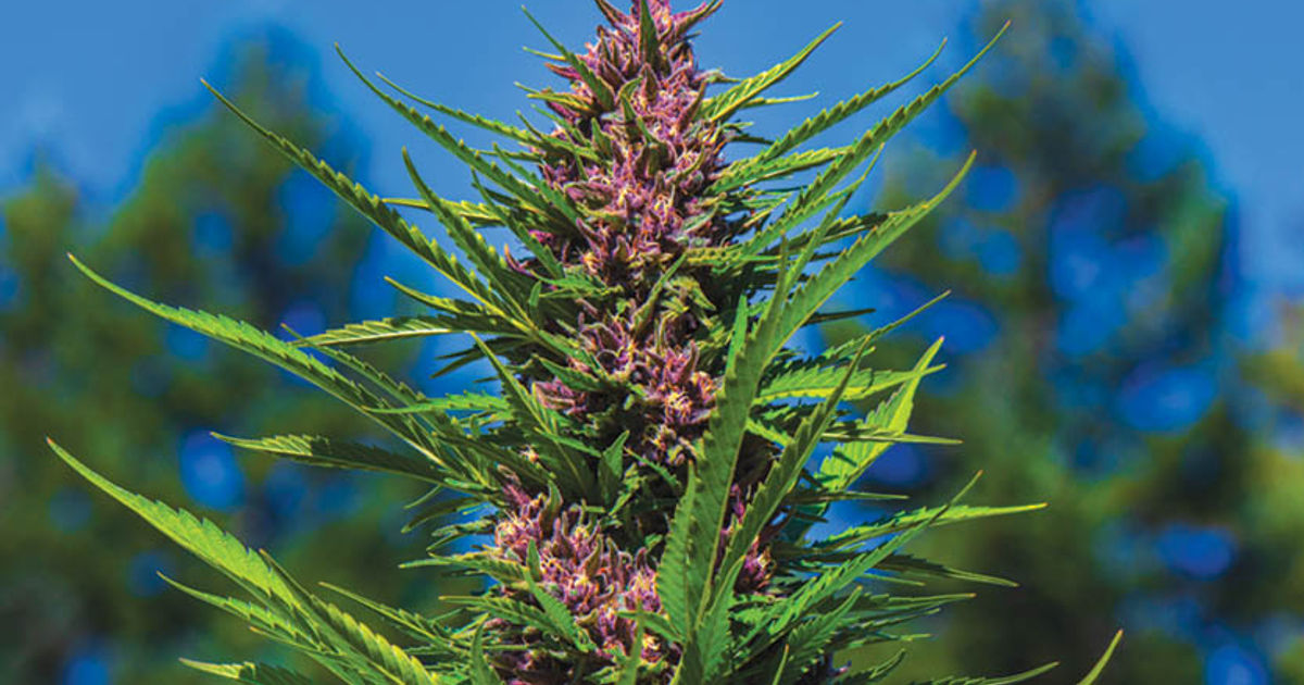 Fire Follower: The Real OG Kush is Back