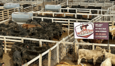 Ben Hale Cattle Market Snaps Higher with Strong Demand, Quality Offerings