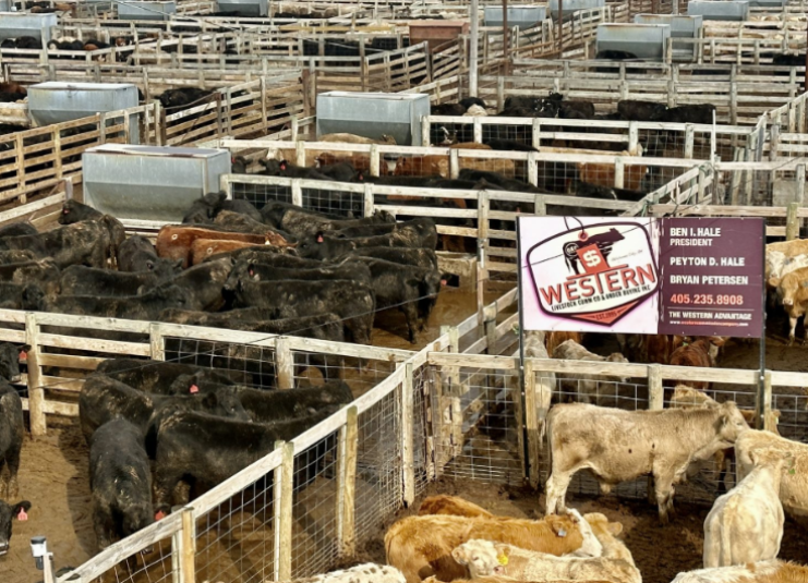 Ben Hale Cattle Market Snaps Higher with Strong Demand, Quality Offerings