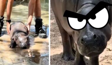 Zookeepers fail to get stubborn baby hippo out of the water. Then mama brings 'the stare.'
