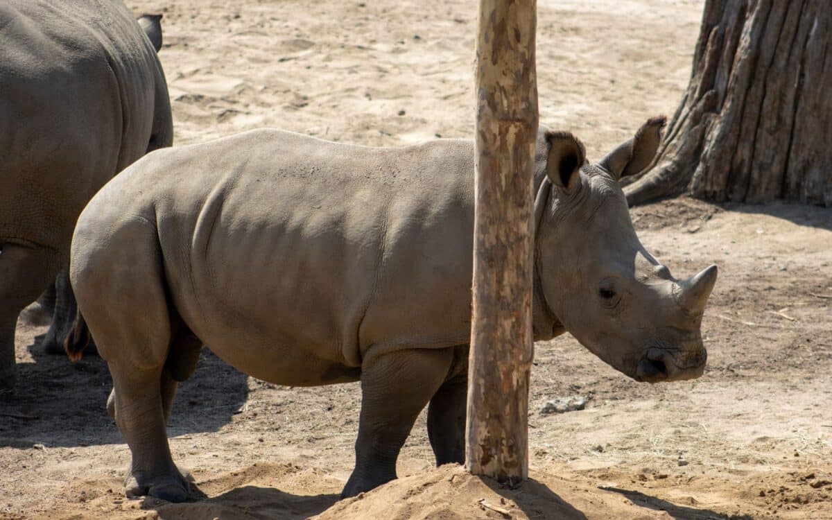 Javan Rhino (rhinoceros Sondaicus)