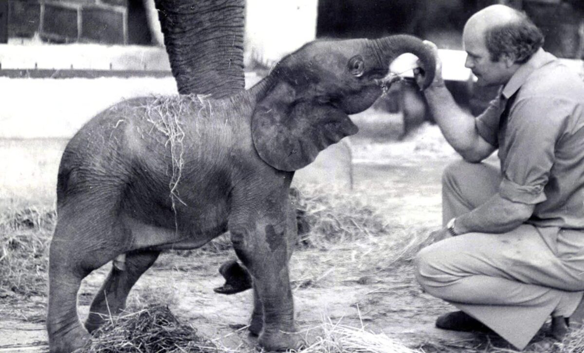Motty, The Only Confirmed Hybrid Between An African Elephant And An Asian Elephant