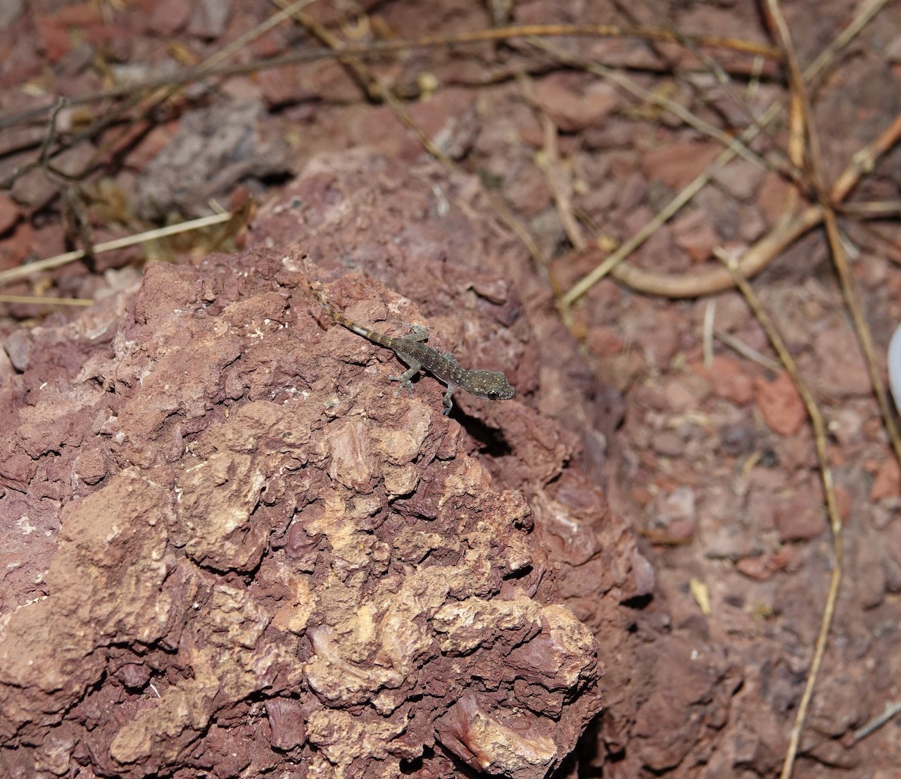Mares’s leaf-toed gecko (Phyllodactylus maresi) made a comeback on Rábida Island after rat eradication. Photo courtesy of Rory Stansbury/IslandConservation