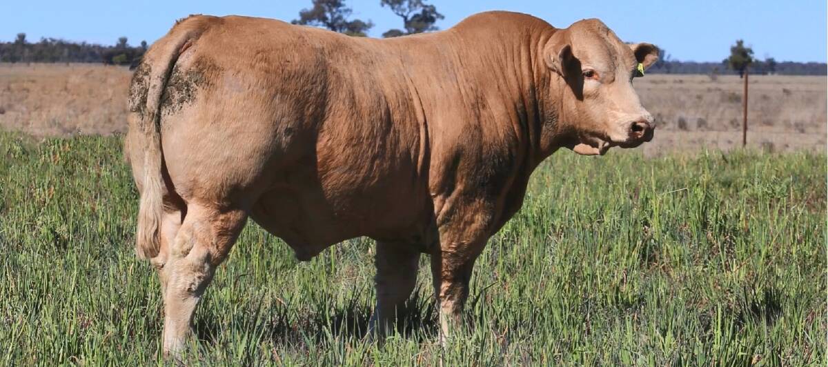 The Futurity Pastoral 2025 On Property Bull Sale on August 28 includes 40 Charolais bulls offering a carefully selected line of industry-proven genetics. Picture supplied