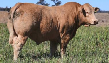 The Futurity Pastoral 2025 On Property Bull Sale on August 28 includes 40 Charolais bulls offering a carefully selected line of industry-proven genetics. Picture supplied