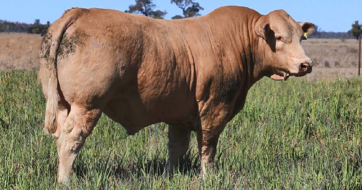 The Futurity Pastoral 2025 On Property Bull Sale on August 28 includes 40 Charolais bulls offering a carefully selected line of industry-proven genetics. Picture supplied