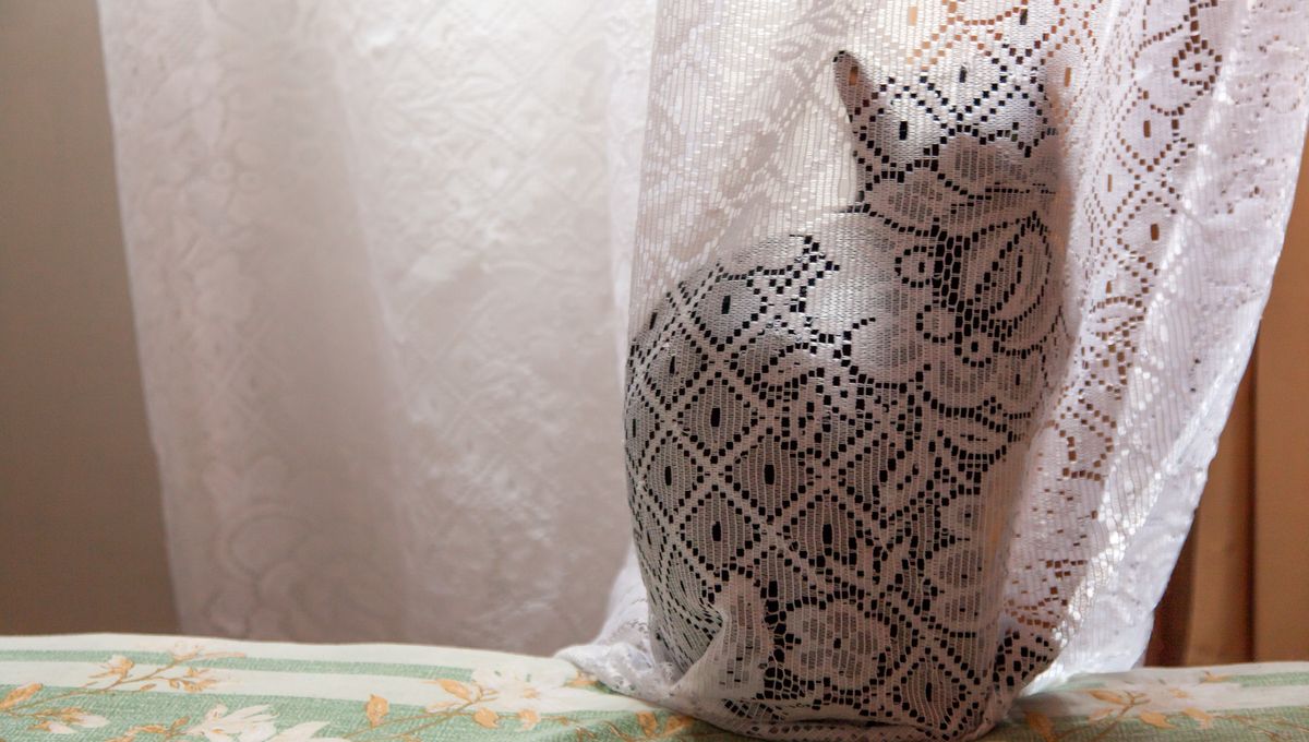 Quantum "Schrödinger's Cat" Survives For Mind-Blowing 23 Minutes In Record-Breaking Experiment