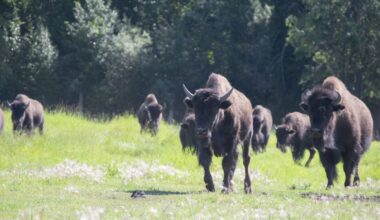 Alaska's wood bison restoration expands with a new herd in the Interior