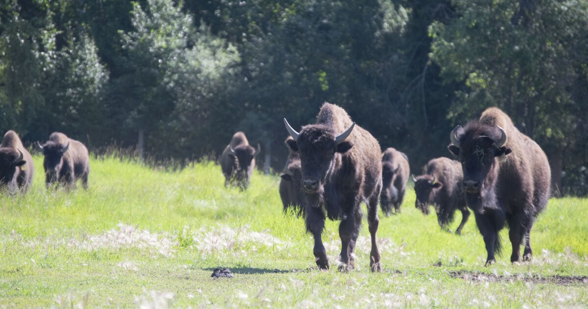 Alaska's wood bison restoration expands with a new herd in the Interior