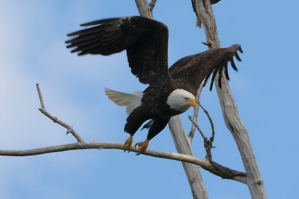 A bald eagle takes flight at the Kootenai National Wildlife Refuge in Idaho. Credit: Kathy Bolam/USFWS