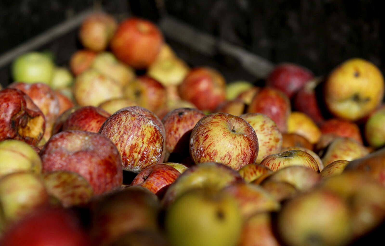 The origin of Gravenstein apples
