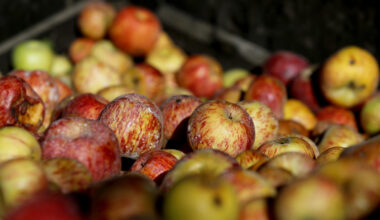 The origin of Gravenstein apples