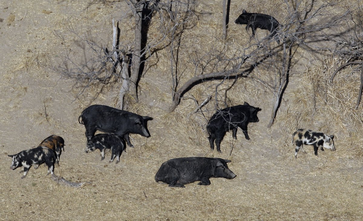 Wild pigs 
