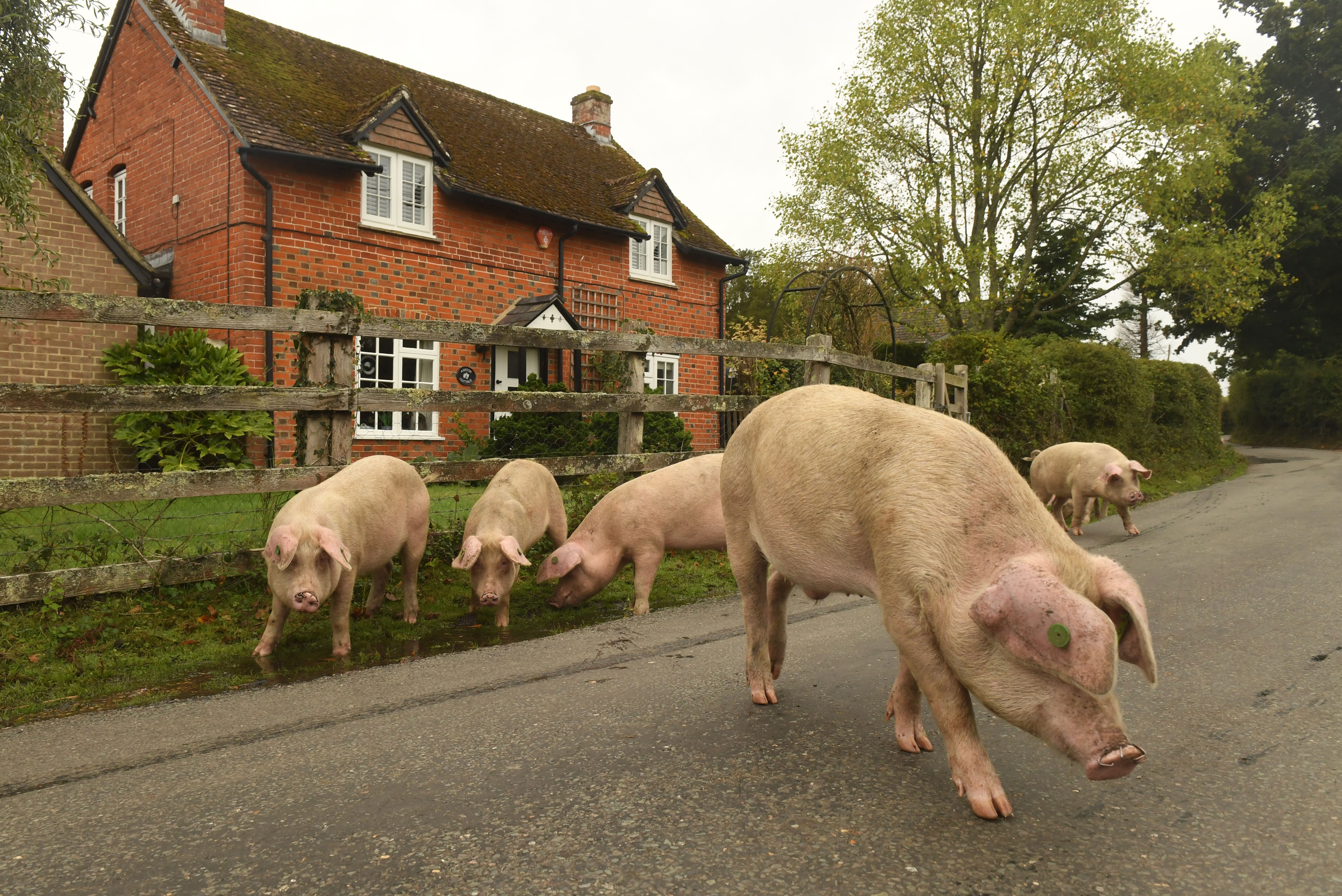 NINTCHDBPICT001023336900