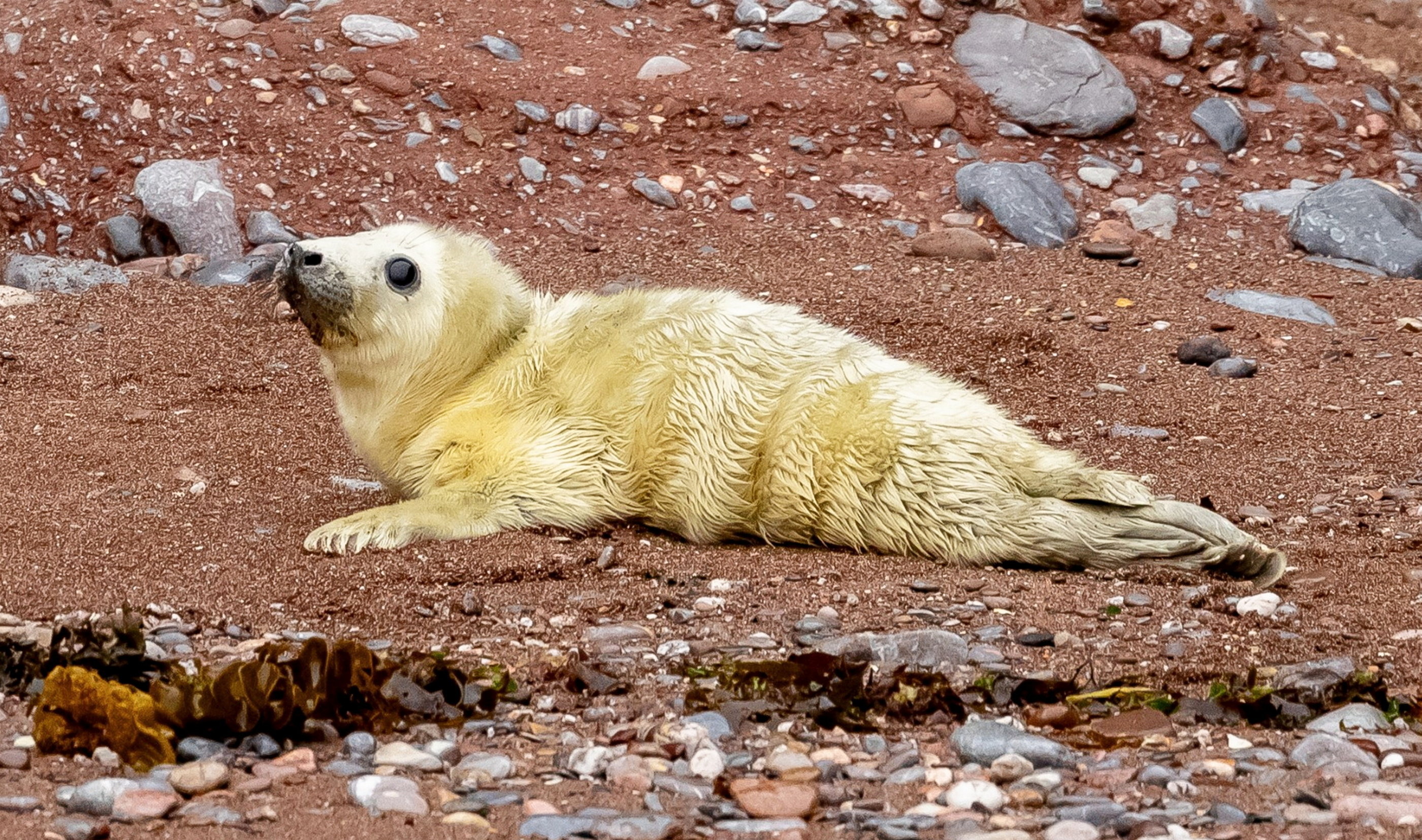 Grey Seal pup born during the stormy conditions
