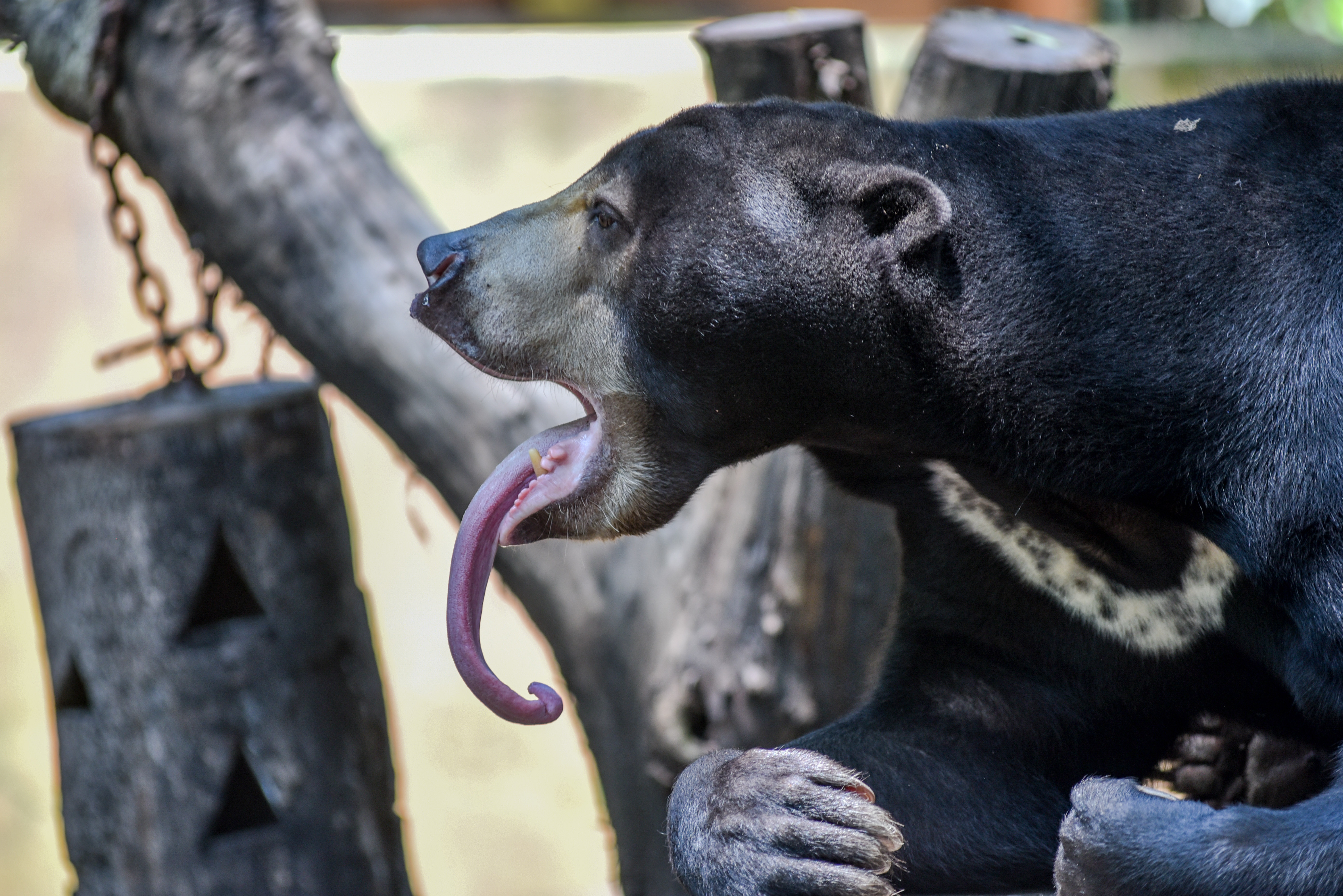 Animals At Bandung Zoo, Indonesia