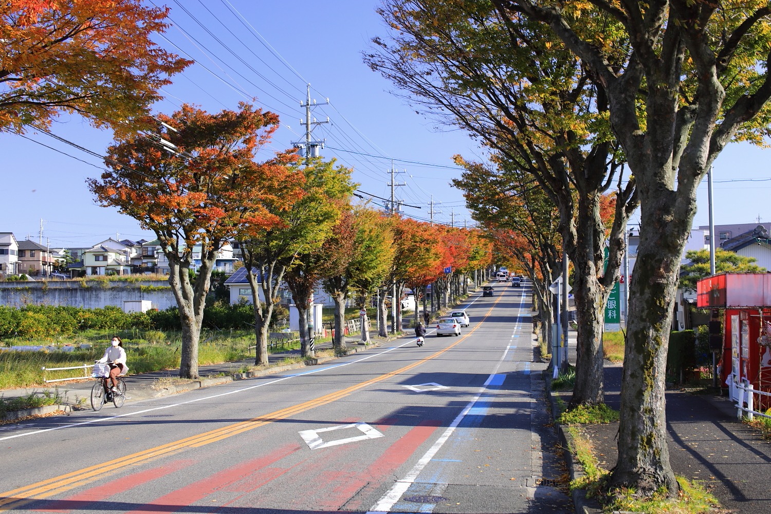 Autumn leaves line a street in Toyoake, Japan.