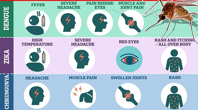The above compares chikungunya symptoms to those from Zika virus and Dengue, which are both also spread by mosquitoes