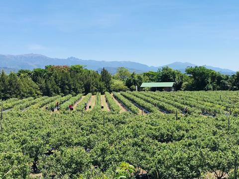 Argentine blueberry farm