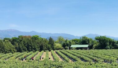 Argentine blueberry exporters seek to regain lost ground | News